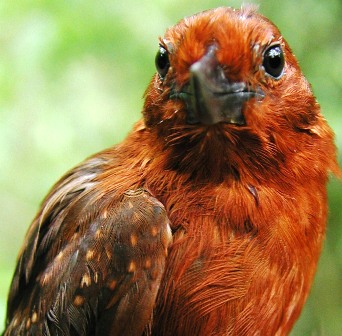 Female Recurve-billed Bushbird (/Clytoctantes alixii/), Venezuela, April 2004 by Chris Sharpe